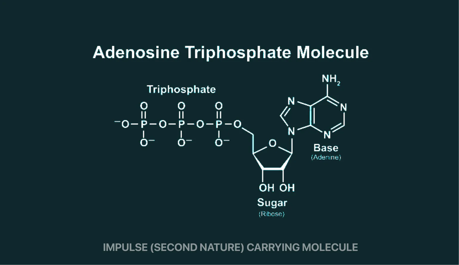Diagram of the Adenosine Triphosphate molecule with the base highlighted